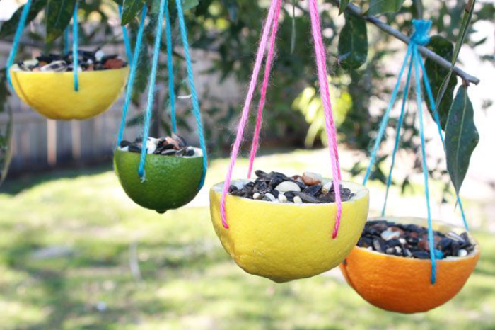 DIY bird feeder using citrus